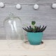 Cloche en verre avec socle en bois H19